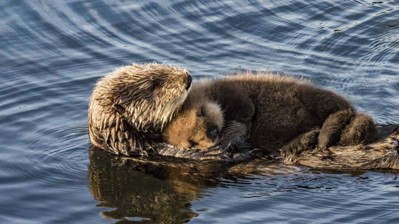 Un bébé loutre de mer retrouvé avec sa mère dans un sauvetage émouvant en Californie